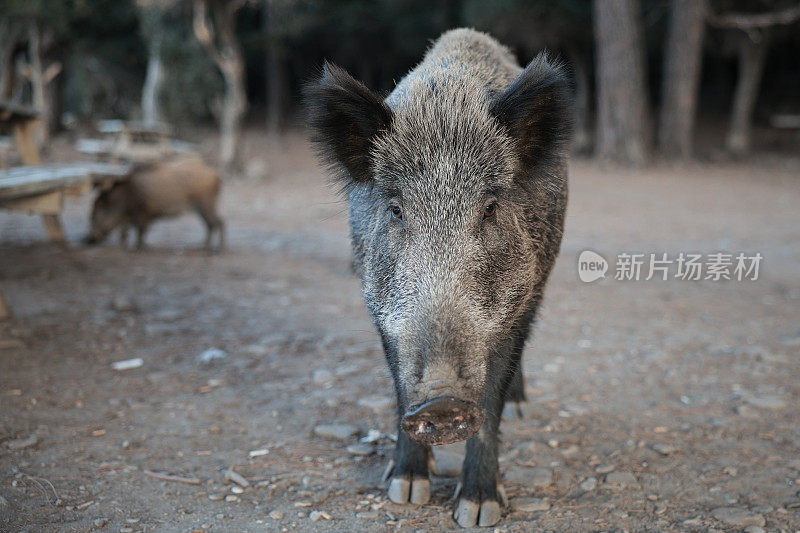 野猪(Sus scrofa)，欧亚野猪